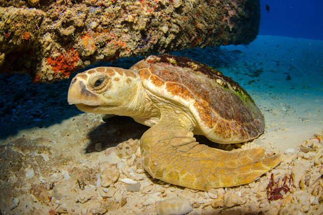 Sea Turtle Diet: Ultimate Guide to Their Favorite Foods