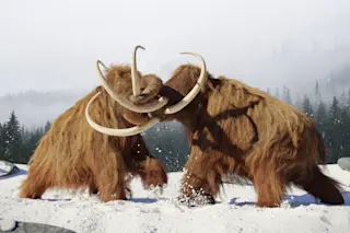 MammothFight