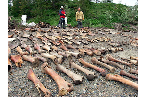 Mammoth Bones - J Archeological Sci