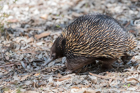 echidna