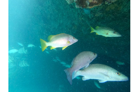 Various snapper species swimming near a coral reef in the Caribbean - Photo by Rob Roberts