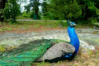 Peacock - Karin Kjernsmo