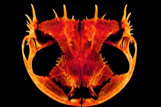 Anotheca spinosa - Edward L. Stanley