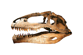 800px-Giganotosaurus-2