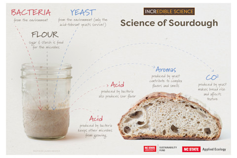 Science of Sourdough Infographic - Neil McCoy