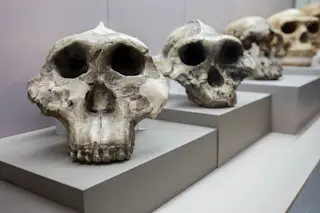 Skulls human evolution