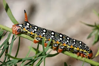 caterpillars count