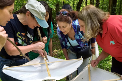caterpillar count citizen science project