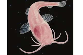 Troglomorphism Blind Catfish - Chad Edwards