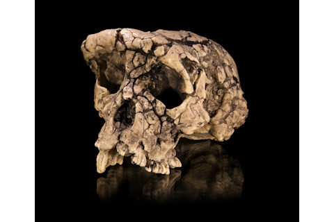 Sahelanthropus tchadensis Skull