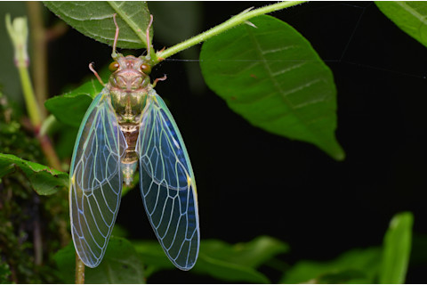 cicada