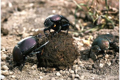 dung beetles