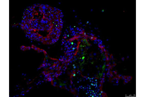 Microscope Images of Cells