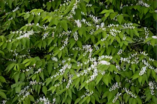 Amur honeysuckle, Lonicera maackii - Shutterstock