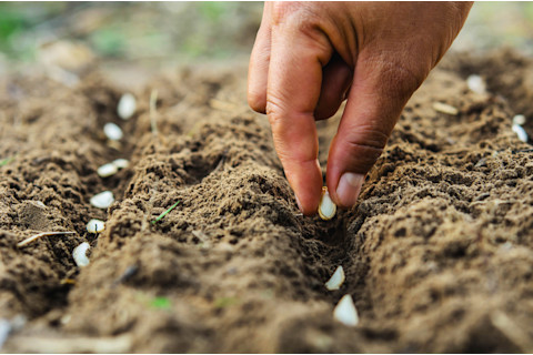 Planting pumpkin seeds