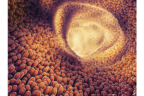 intestinal tract - shutterstock