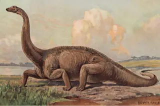 Diplodocus 1916 - Alamy