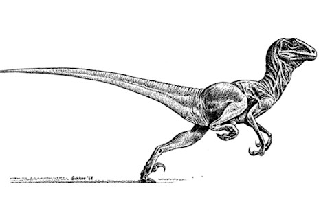 Deinonychus antirrhopus 1969 - Peabody Museum