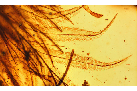 Dinosaur Feathers in Amber - RSM