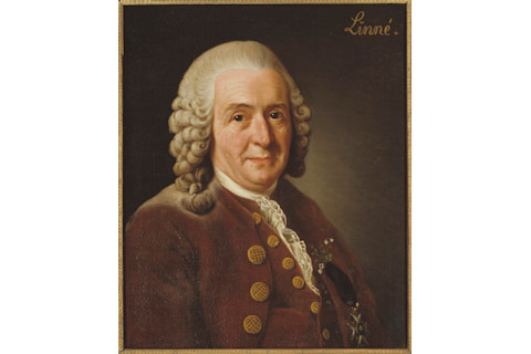 04 Carl von Linné 1707-1778 botanist professor Alexander Roslin - Nationalmuseum - 15723