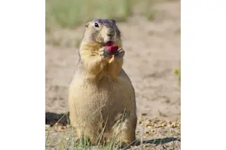Prairie Dog - USGS
