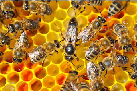 honey bees honeycomb