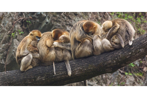 rhesus macaque monkeys sleeping