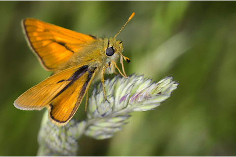 national moth week
