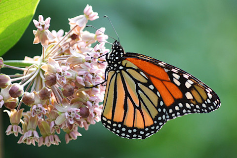 Monarch on Milkweed - Field Museum