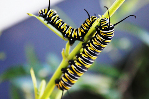 monarch butterfly larva caterpillar