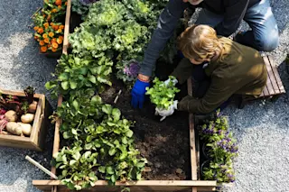 Family Picking Vegetables Garden - Shutterstock