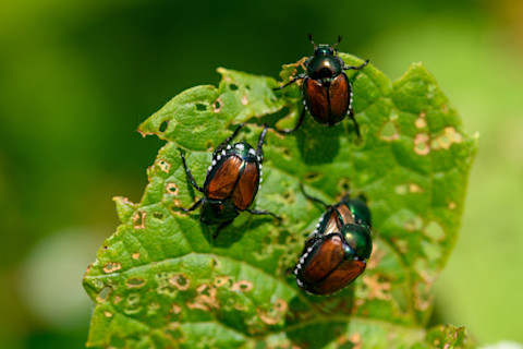 Japanese Beetles - Shutterstock