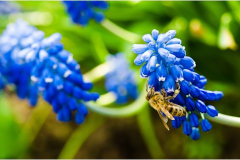Bee on Blue Flower - Shutterstock