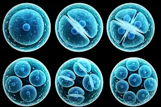 stem cells