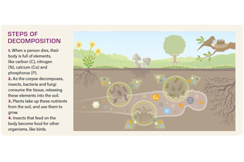 Steps of Decomposition after Death, Infographic - Jay Smith