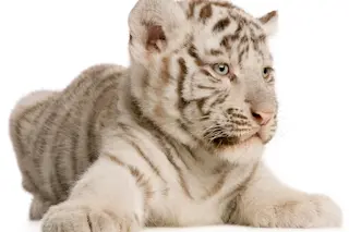 big cat
