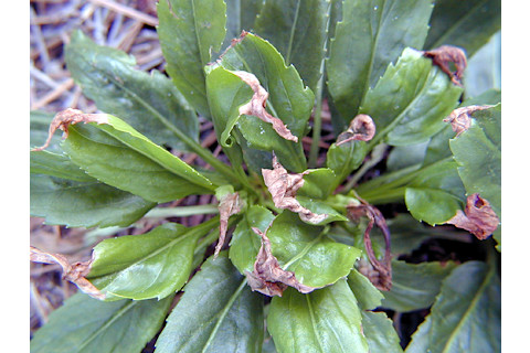 Plant leaves with brown, crispy edges - University of Georgia