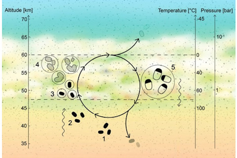 Venusfloatingmicrobes