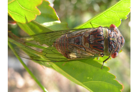 Cicada close up