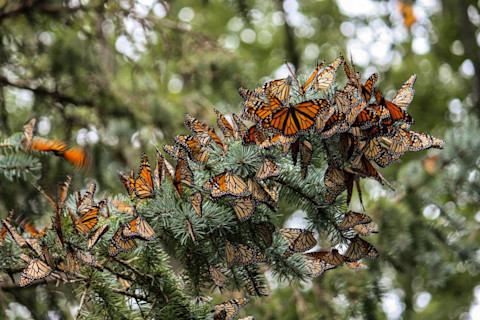 monarch butterfly migration