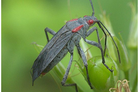 549px-Jadera haematoloma P1310093a-549x372