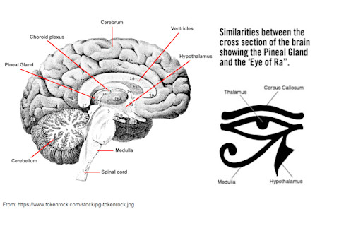 Pineal vs. Eye of Horus - https://www.tokenrock.com/stock/pg-tokenrock.jpg