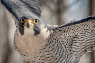 falcon - shutterstock