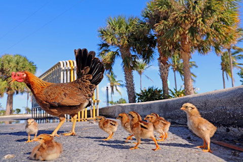 shutterstock 1139919344