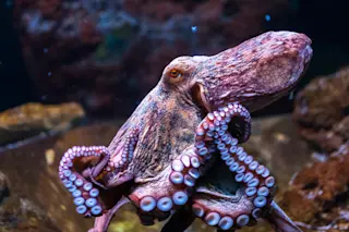 Octopus face