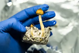 Blue latex gloved hand holding Magic mushrooms - shutterstock