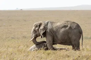elephant mourning
