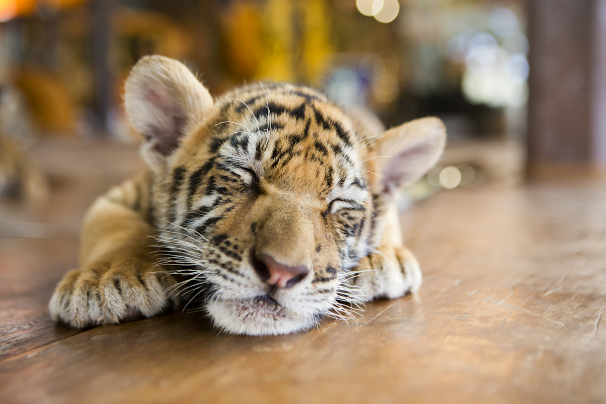 Normal Cub Cubs, Goslings, Shark Pups and Other Odd Terms for Baby Animals ...