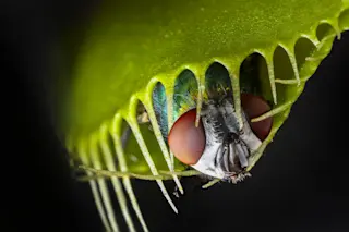 venus fly trap closed on a fly 