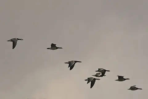 Do All Birds Fly South for the Winter? Surprising Truths Revealed